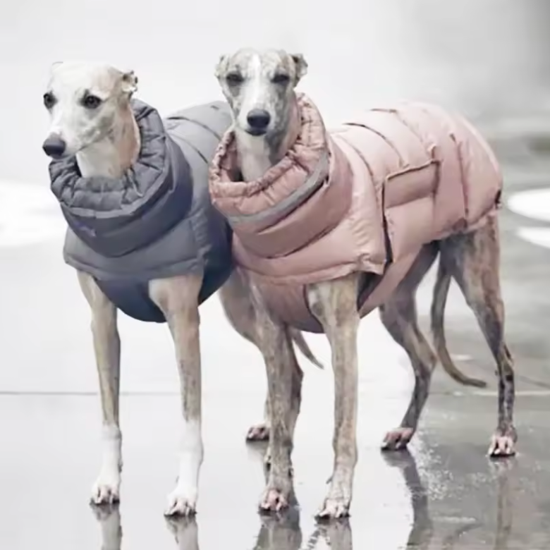 Pet Accessories